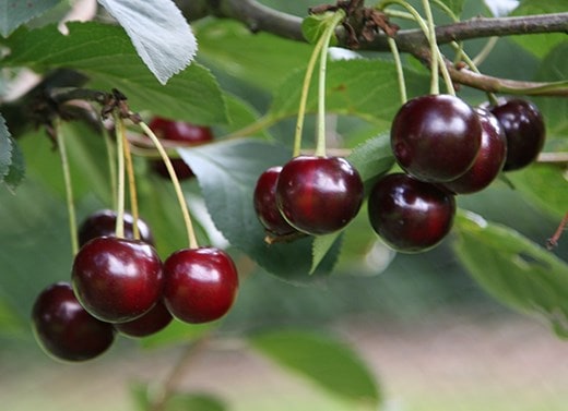 Shop all fruit
