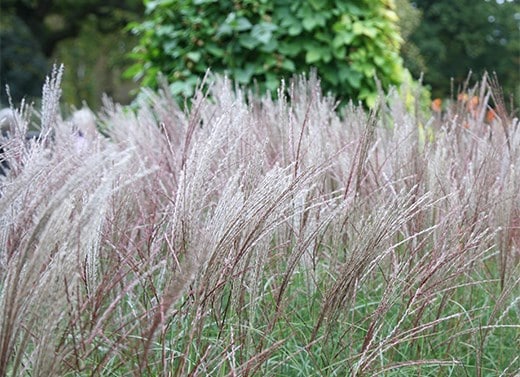Grasses & ferns