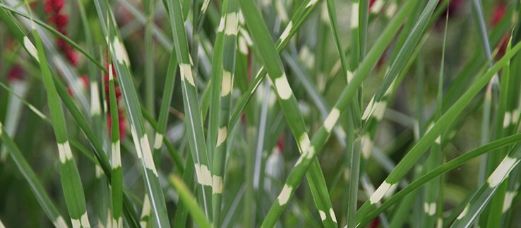 Bamboo & grasses