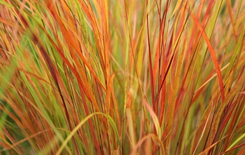 Multibuy grasses