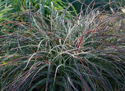 Futureproof plants