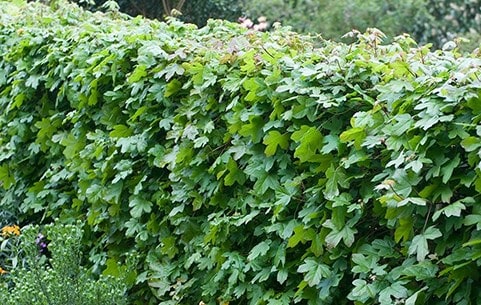 Conifers, hedging & bamboo