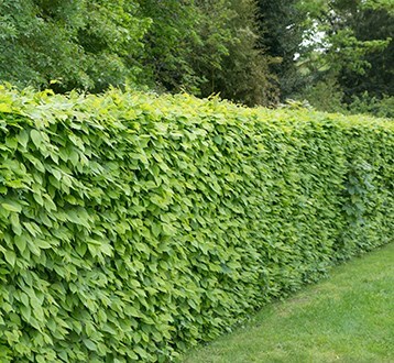 Bare-root hedging