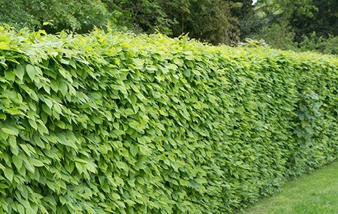 Bare-root hedging