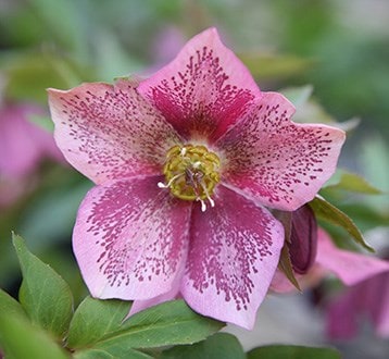 Hellebore plants