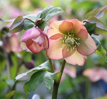 Hellebores
