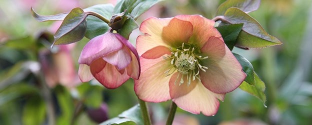 Winter interest plants