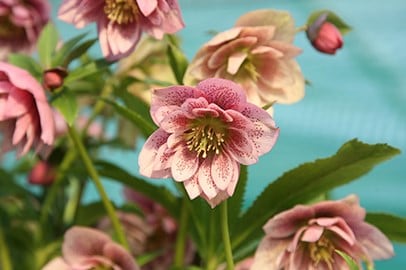 Hellebores