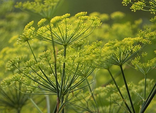 The Eden Project: Bring Me Sunshine Garden