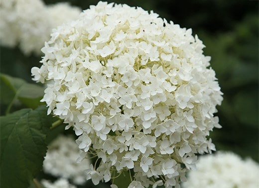 Hydrangeas