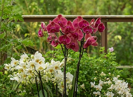 Indoor flowering plants