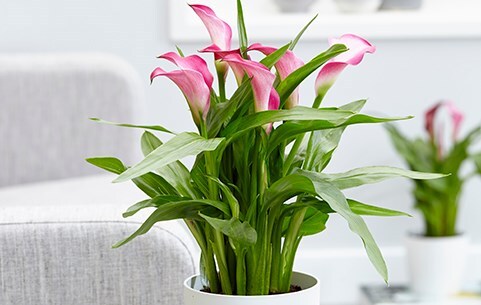 Flowering indoor plants