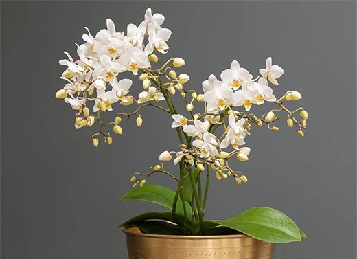 Houseplant gifts