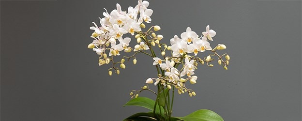 Indoor Plant Gifts