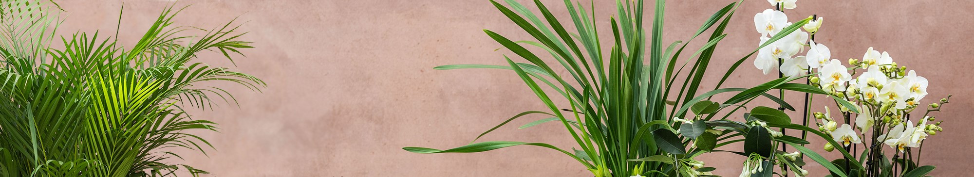 INDOOR PLANTS