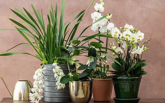 INDOOR PLANTS