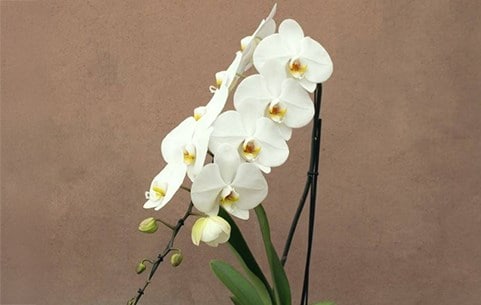 Luxury orchids