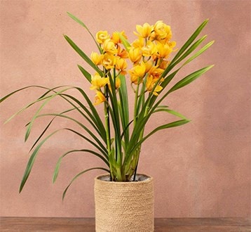 Indoor flowering plants