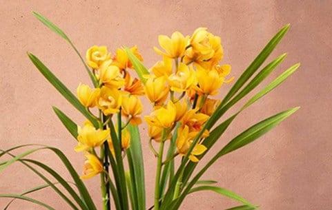 Indoor flowering plants