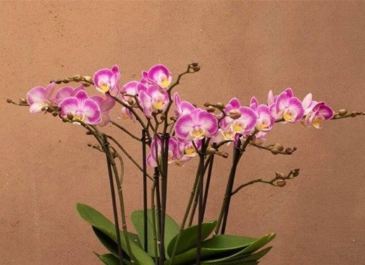 Shop all orchids