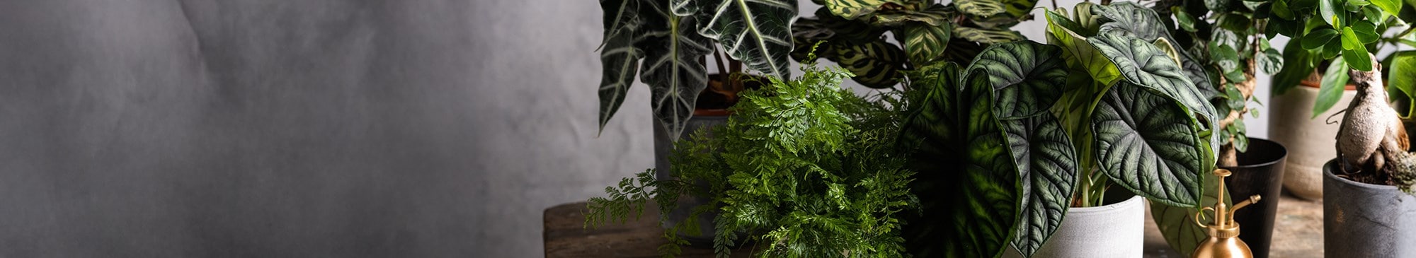 FOLIAGE HOUSEPLANTS