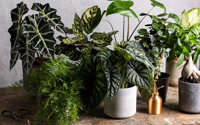 FOLIAGE HOUSEPLANTS