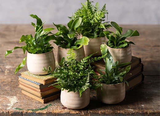 Ferns