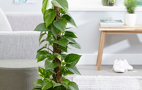 Shop all indoor plants