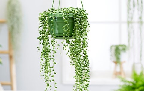 Trailing & hanging plants