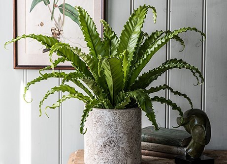 Indoor plants