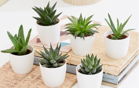 Easy care indoor plants