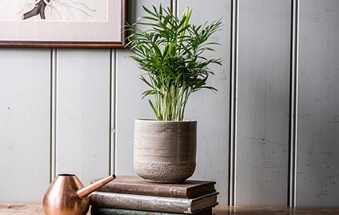 House And Indoor Plants - Waitrose Garden