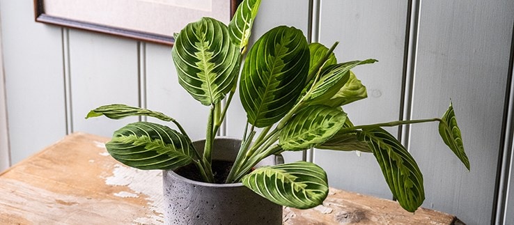 Rare & unusual plants
