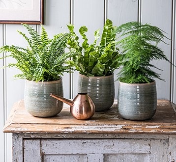 Indoor plants
