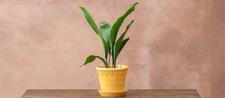 Plant and pot combinations