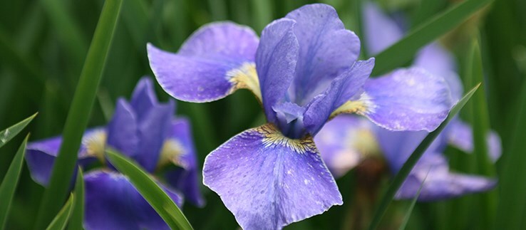 Irresistible iris