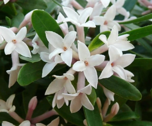 Daphne × transatlantica eternal fragrance ('Blafra') (PBR)