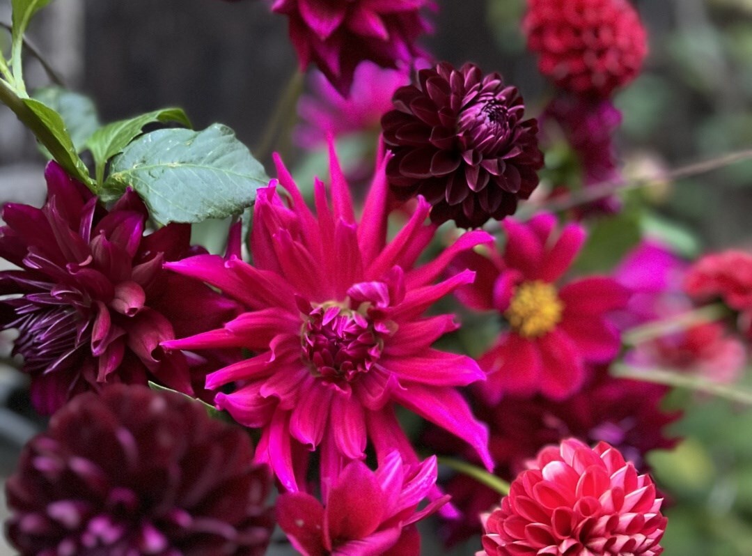 Easy care flowering houseplants for every home