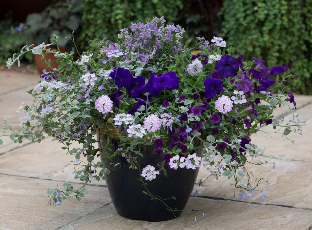 Buy Summer Bedding Plants Online Containers by Crocus
