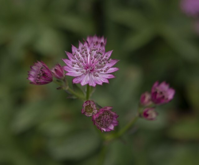 Astrantia 'Roma' (PBR)