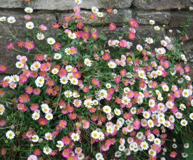 Erigeron karvinskianus