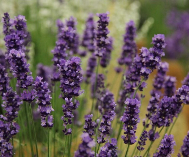 Lavandula angustifolia 'Hidcote'