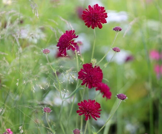 Knautia macedonica