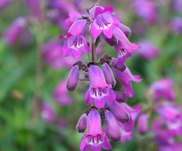 Penstemon 'Sour Grapes'