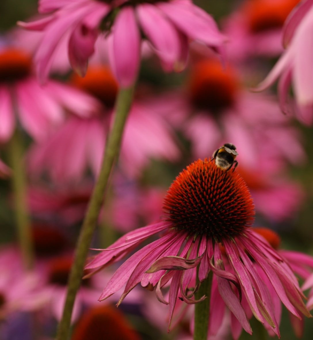 Perennials