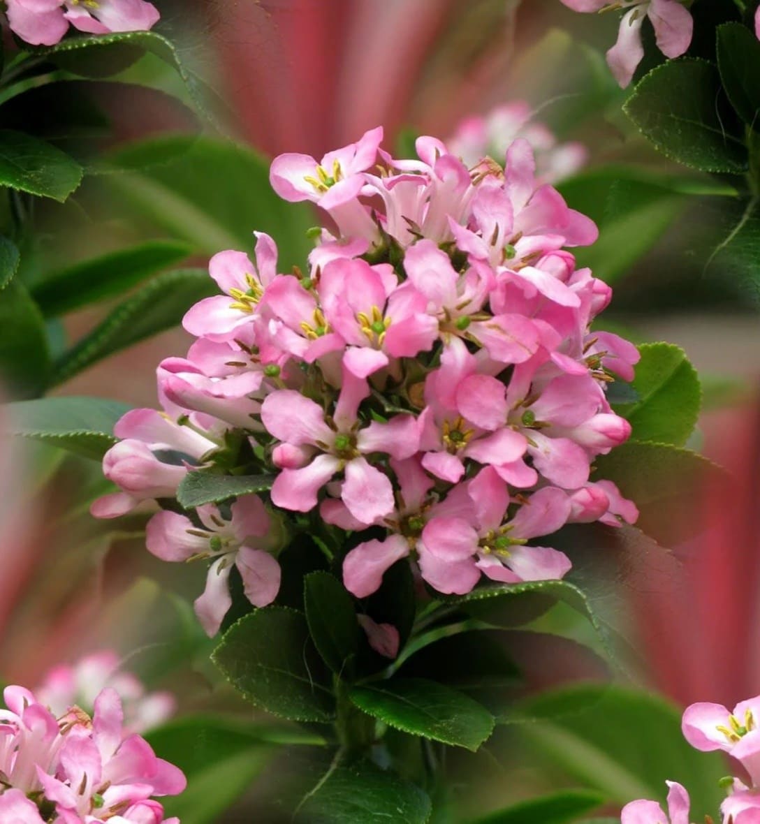 Shrubs