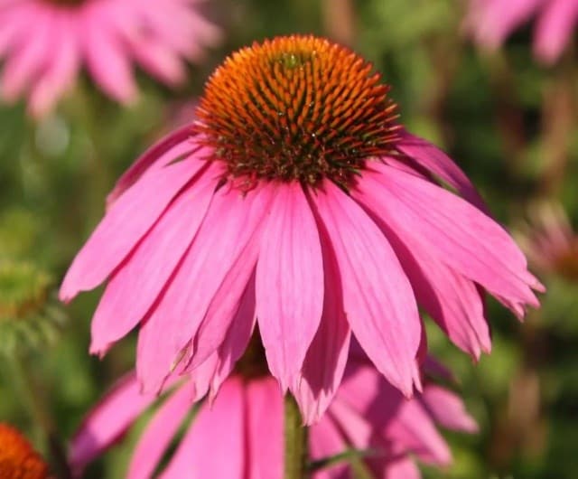 Echinacea purpurea 'Magnus'