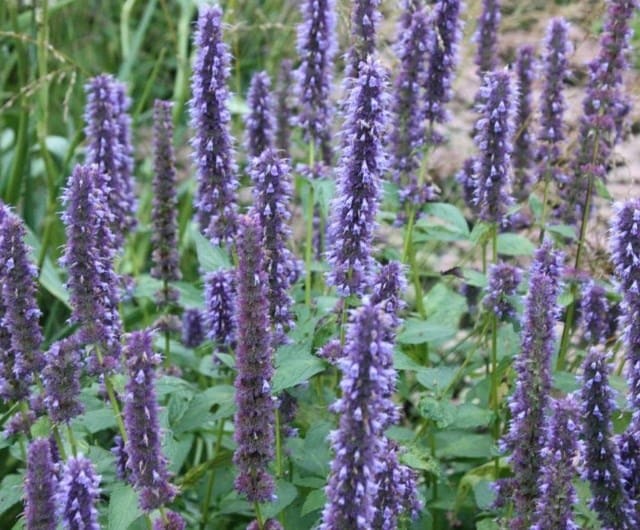 Agastache 'Blue Fortune'