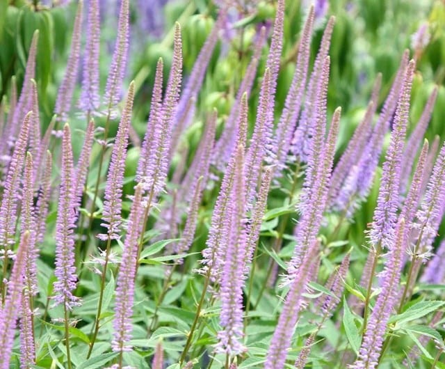 Veronicastrum virginicum 'Fascination'