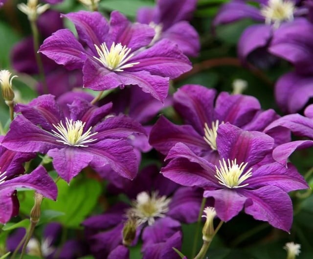 Clematis 'Étoile Violette'